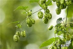 如何防zhi啤酒花病害需要注意哪些事项