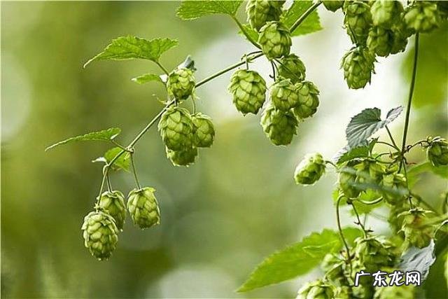 如何防zhi啤酒花病害需要注意哪些事项