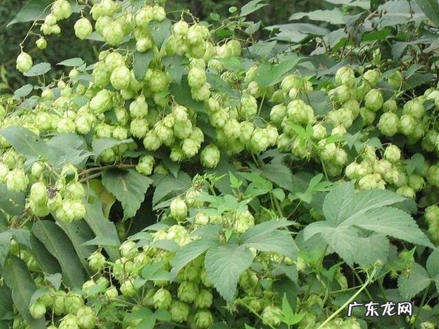 如何防zhi啤酒花病害需要注意哪些事项