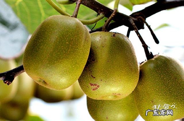 叶黄素吃哪种食物可补 叶黄素含量高的食物有哪些