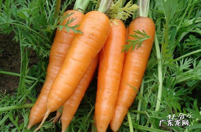 叶黄素吃哪种食物可补 叶黄素含量高的食物有哪些