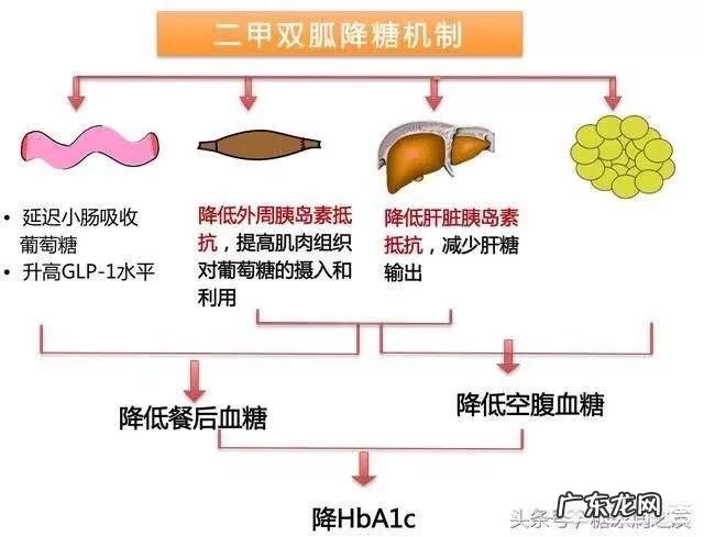 2型糖尿病患者可以停止服用二甲双胍吗原因是什么