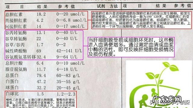 为什么五味子能够修复肝损伤