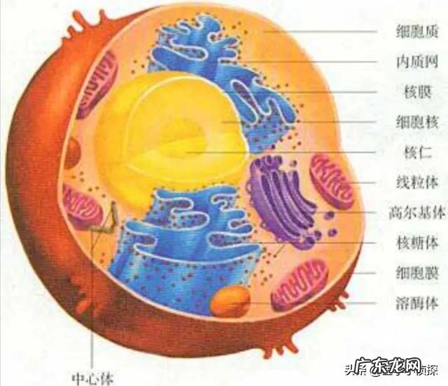 为什么五味子能够修复肝损伤