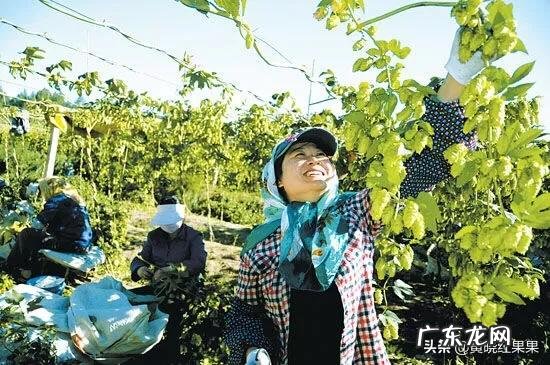 如何掌握啤酒花施肥技巧有没有什么注意事项