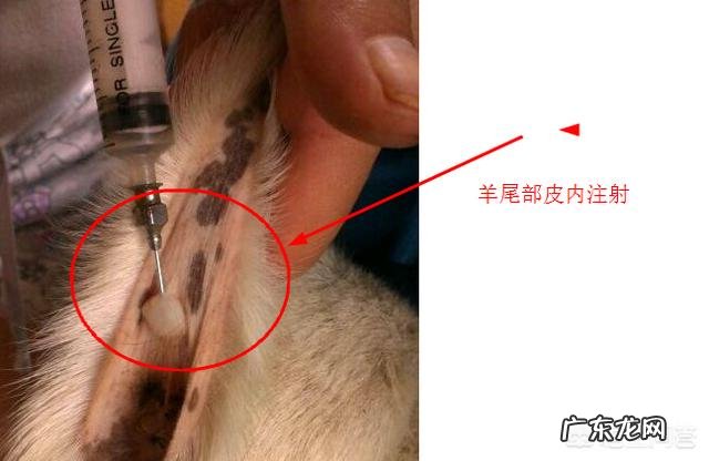 接种新冠疫苗后,多久能产生抗体接种证明能否替代核酸检测报告