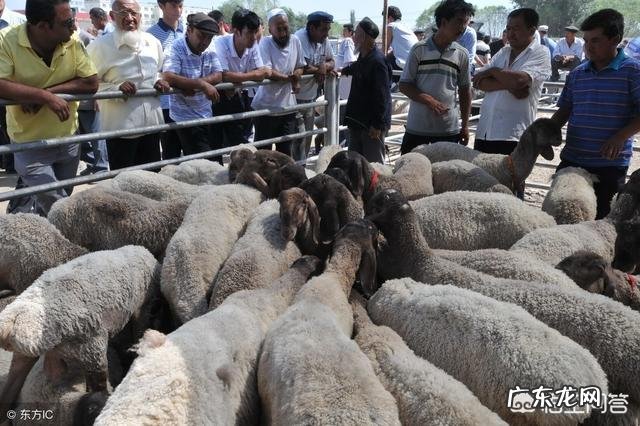 接种新冠疫苗后,多久能产生抗体接种证明能否替代核酸检测报告