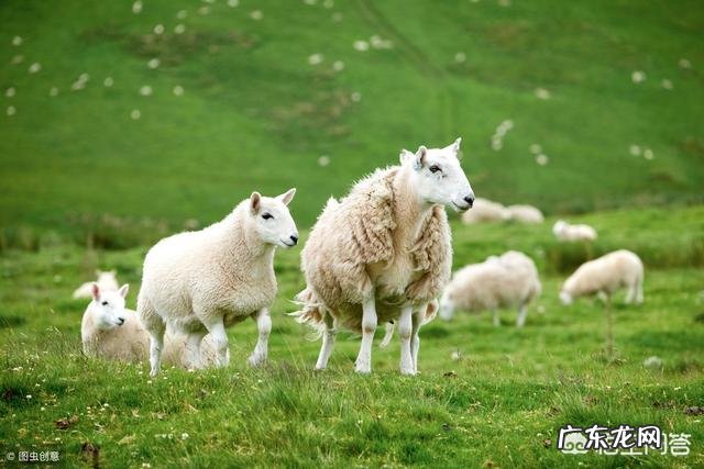 接种新冠疫苗后,多久能产生抗体接种证明能否替代核酸检测报告