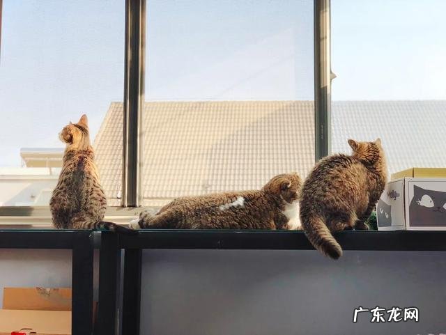 大家都给猫取了什么有趣的名字