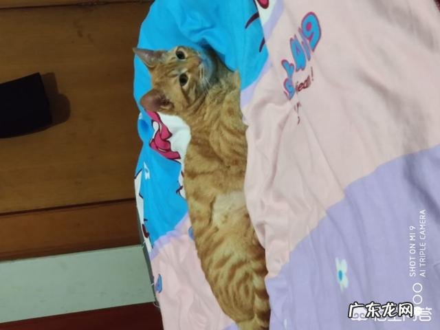 大家都给猫取了什么有趣的名字