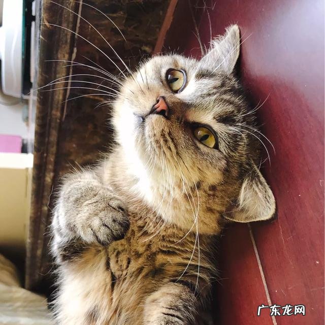 大家都给猫取了什么有趣的名字