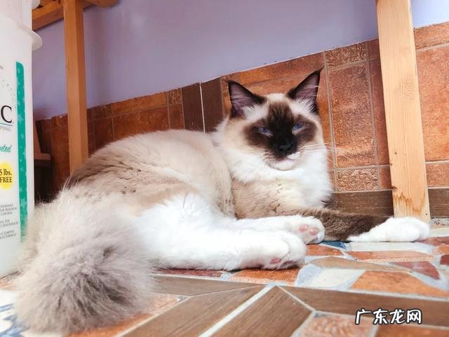 大家都给猫取了什么有趣的名字