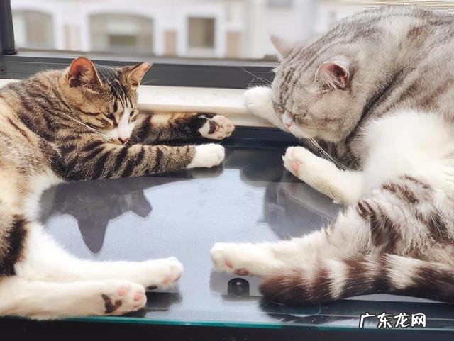 大家都给猫取了什么有趣的名字