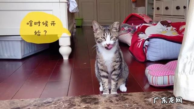 大家都给猫取了什么有趣的名字