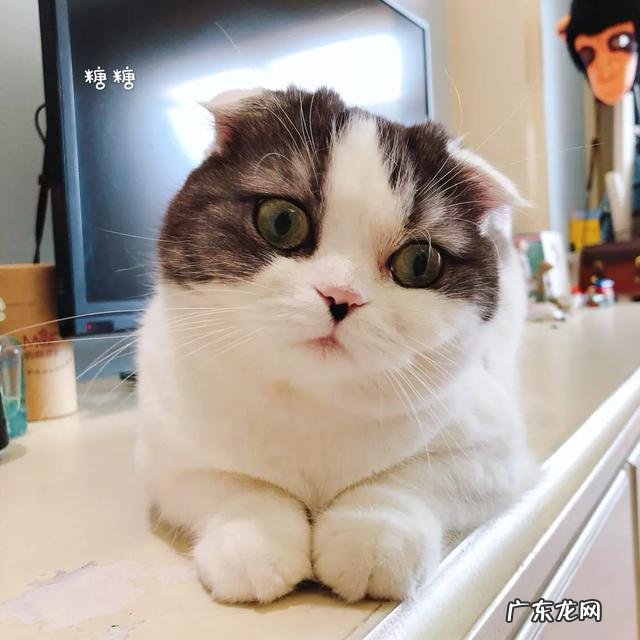 大家都给猫取了什么有趣的名字