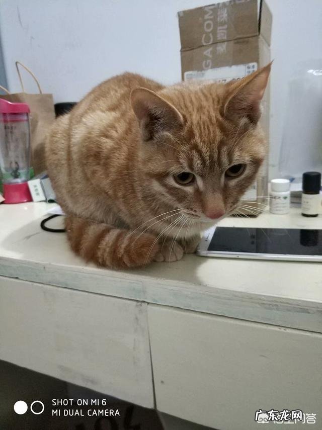 大家都给猫取了什么有趣的名字