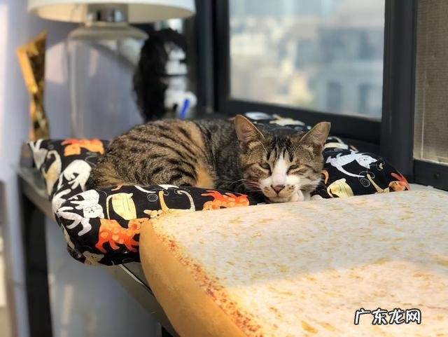 大家都给猫取了什么有趣的名字