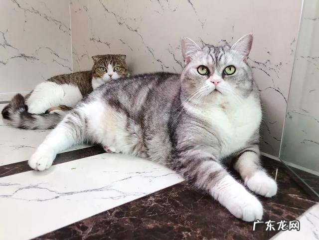 大家都给猫取了什么有趣的名字