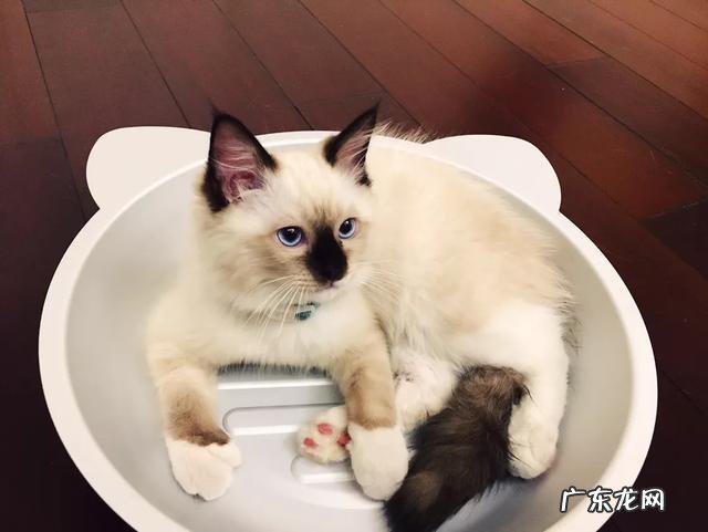 大家都给猫取了什么有趣的名字