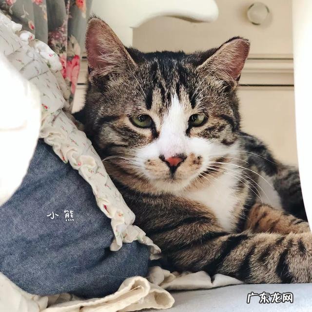 大家都给猫取了什么有趣的名字