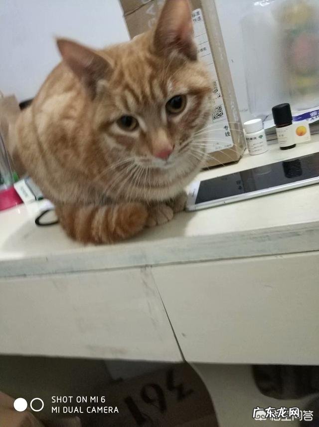 大家都给猫取了什么有趣的名字