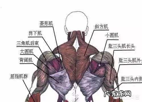 我想练成杰森斯坦森的背部,需要付出多少努力