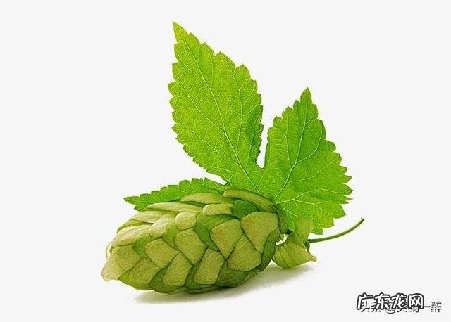 什么牌子的啤酒是啤酒花做的