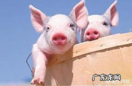 鸡和猪的饲料里面含有抗生素吗