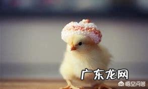 鸡和猪的饲料里面含有抗生素吗