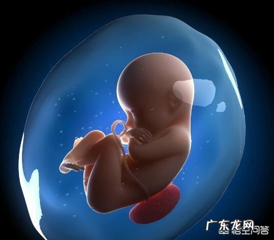 胎儿的作息时间和准妈妈的作息时间一样吗