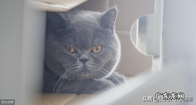 各位铲屎官是怎么吧猫主子养胖的
