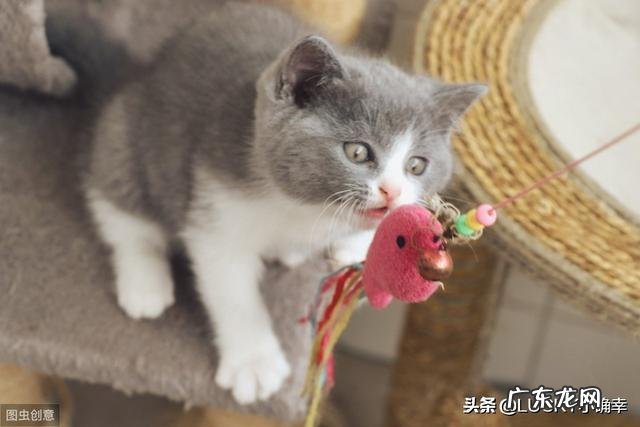 各位铲屎官是怎么吧猫主子养胖的