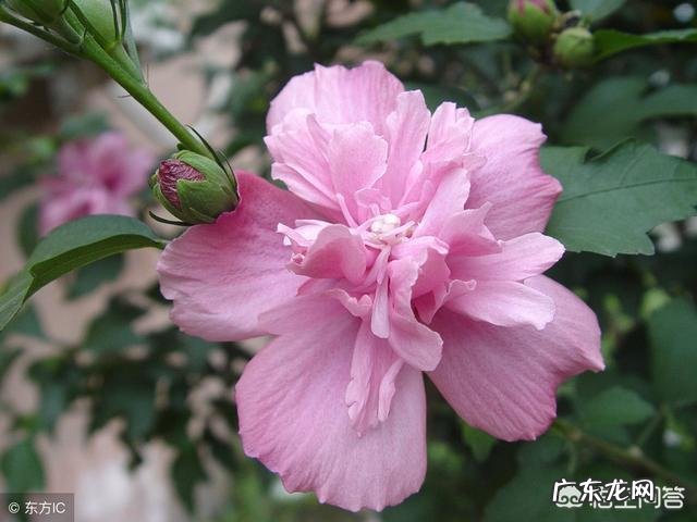 《一代枭雄》的主演现在都怎么样了