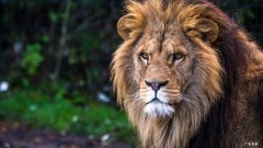 决明子在喝多长时间后能起作用，真的能起到减肥作用