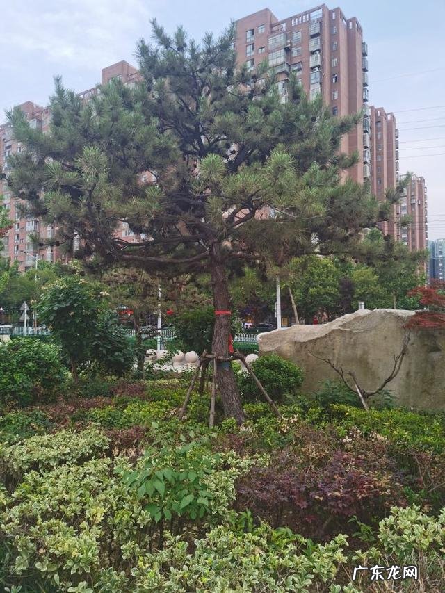 松花粉能用水冲服吗 松花粉可以泡茶吗