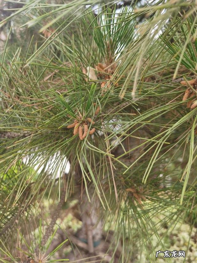 松花粉能用水冲服吗 松花粉可以泡茶吗