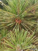 松花粉能用水冲服吗 松花粉可以泡茶吗