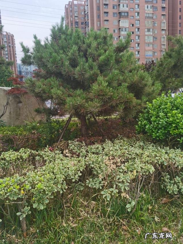 松花粉能用水冲服吗 松花粉可以泡茶吗