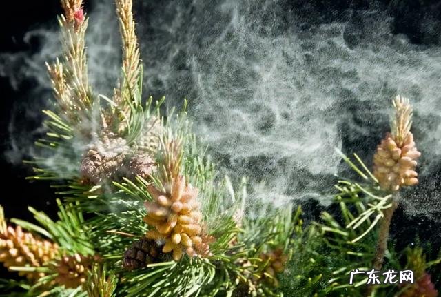 今年松花粉多少钱一斤 真正的松花粉多少钱一斤