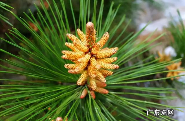 今年松花粉多少钱一斤 真正的松花粉多少钱一斤