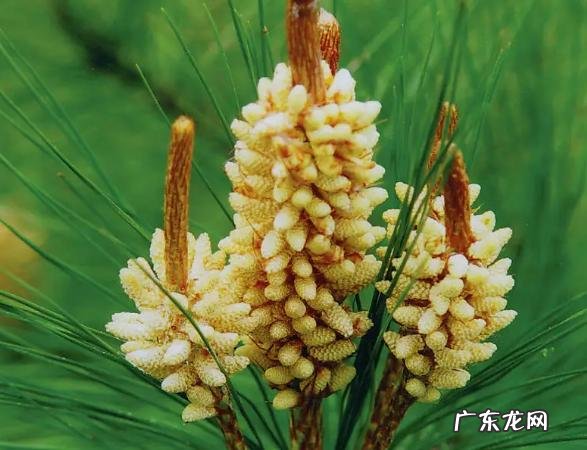 今年松花粉多少钱一斤 真正的松花粉多少钱一斤