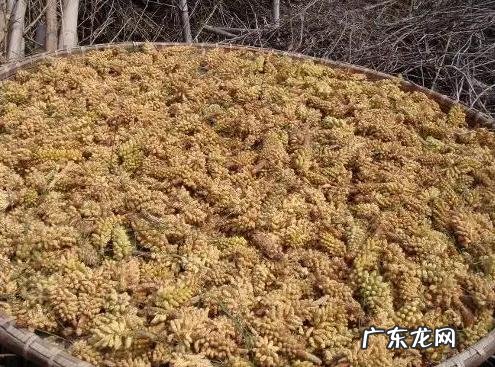 今年松花粉多少钱一斤 真正的松花粉多少钱一斤