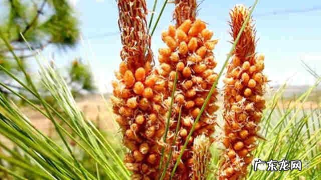 松花粉起什么作用的 长期喝松花粉身体有什么好处