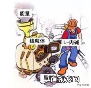 一直吃左旋肉碱会不会生病 左旋肉碱对血常规的影响