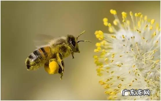 松花粉是不是蜂花粉 蜂花粉怎样使用好
