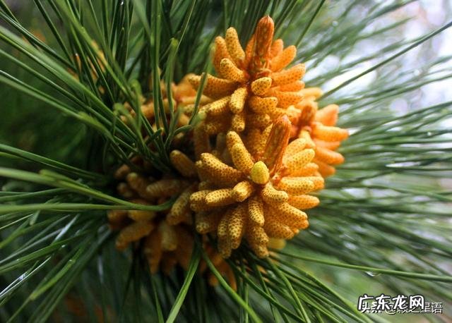 松花粉酿酒 贵州松花粉怎么做