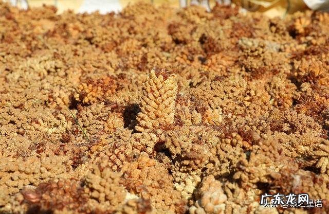 松花粉酿酒 贵州松花粉怎么做