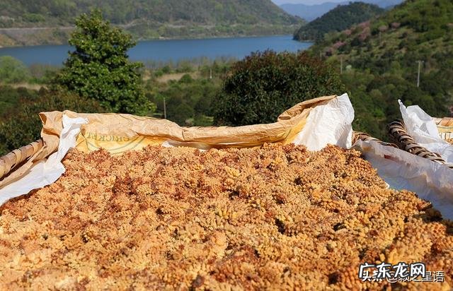 松花粉酿酒 贵州松花粉怎么做