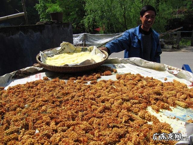 松花粉酿酒 贵州松花粉怎么做