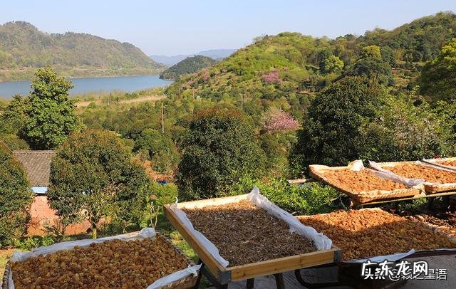 松花粉酿酒 贵州松花粉怎么做